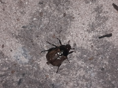 Anomala testaceipennis