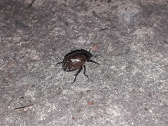 Anomala testaceipennis