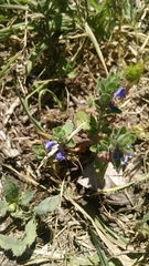 Scutellaria drummondii