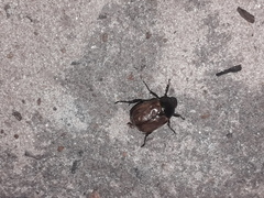 Anomala testaceipennis