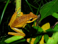 Boana multifasciata