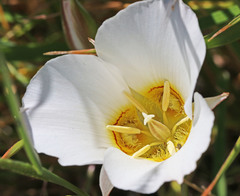 Calochortus nuttallii
