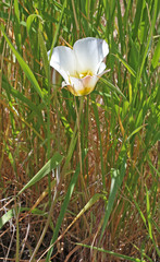 Calochortus nuttallii
