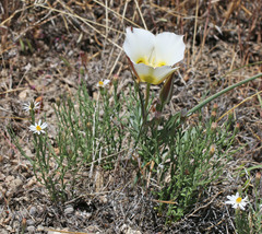 Calochortus nuttallii
