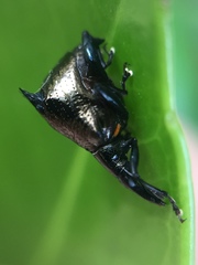 Scolopterus penicillatus