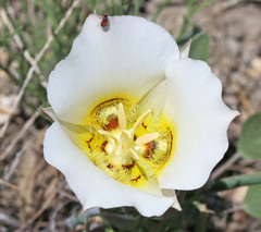Calochortus nuttallii