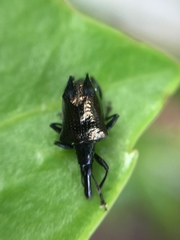 Scolopterus penicillatus