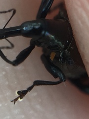 Scolopterus penicillatus