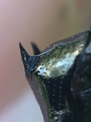 Scolopterus penicillatus