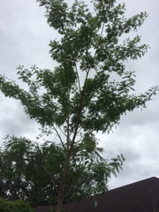 Leucaena pulverulenta