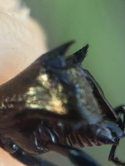 Scolopterus penicillatus