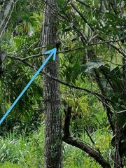 Melanerpes rubricapillus