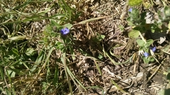 Scutellaria drummondii