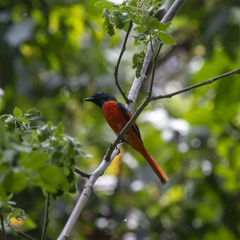 Pericrocotus speciosus