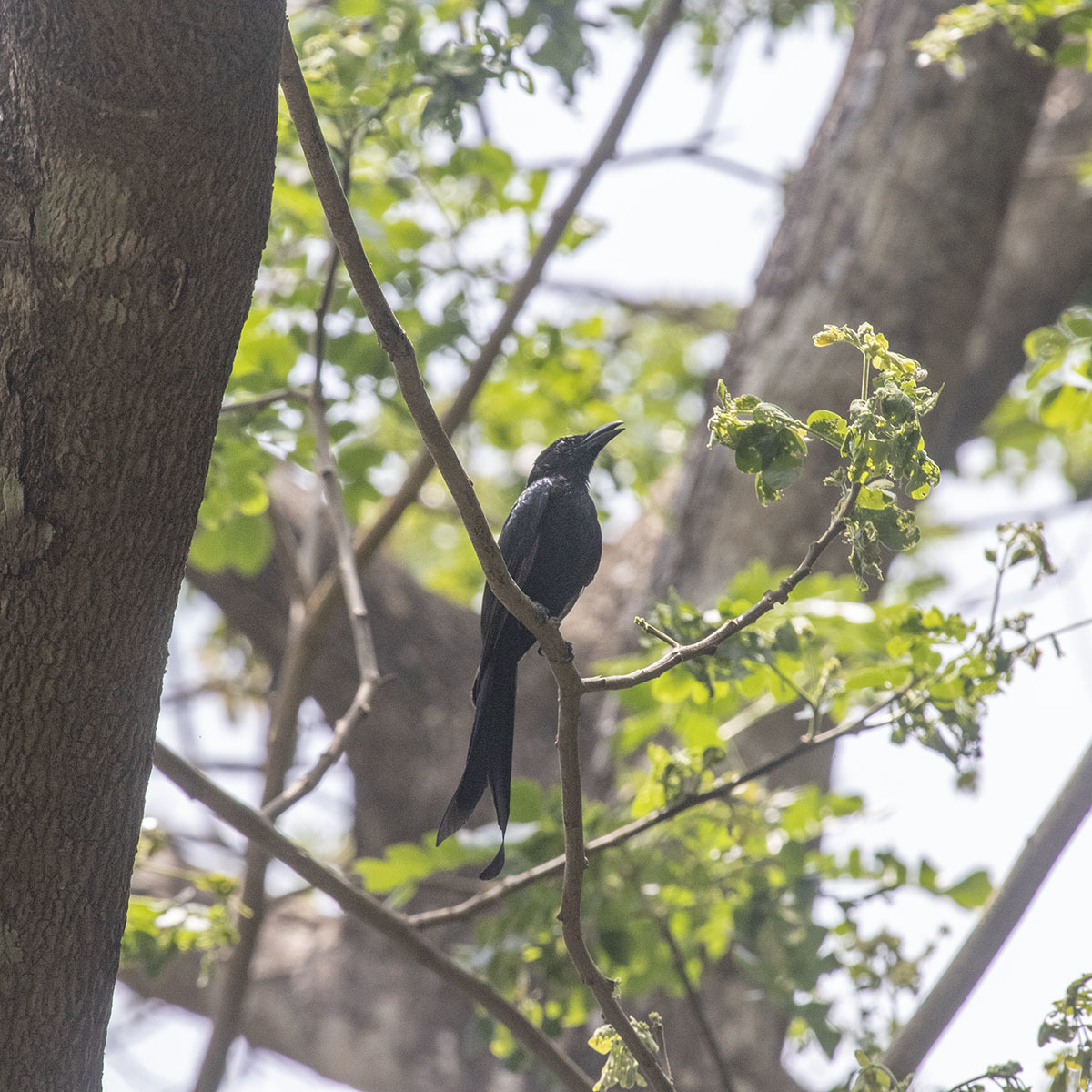 Andaman Drongo (Dicrurus andamanensis), photo 6