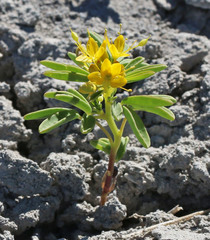 Cleomella plocasperma