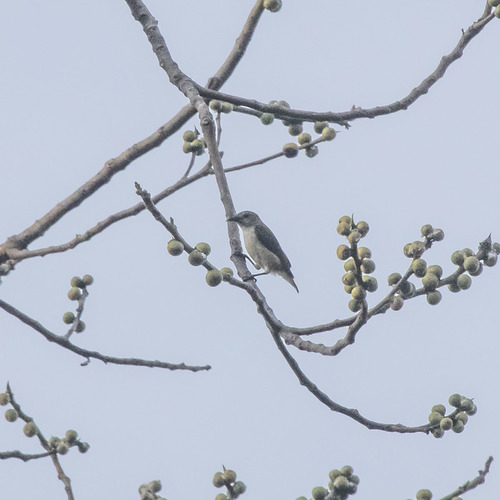 Andaman Flowerpecker (Dicaeum virescens), photo 2