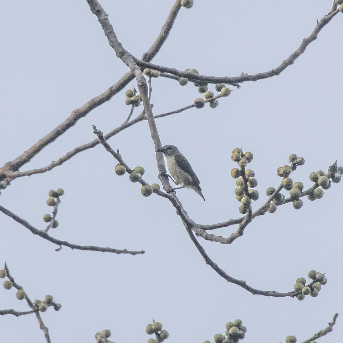Andaman Flowerpecker (Dicaeum virescens), photo 1