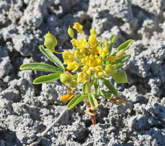 Cleomella plocasperma