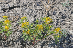 Cleomella plocasperma