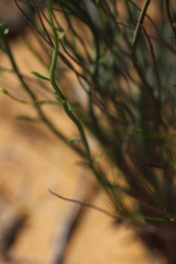 Glischrocaryon aureum