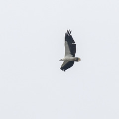 Haliaeetus leucogaster