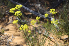 Glischrocaryon aureum