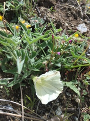 Calystegia collina oxyphylla