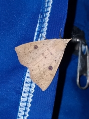 Scolecocampa