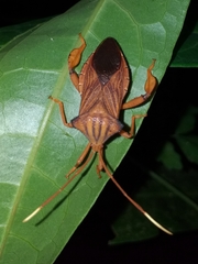 Melucha quadrivittis