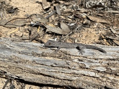 Strophurus intermedius