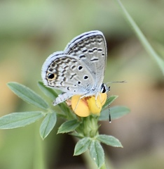 Hemiargus ceraunus filenus