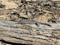 Strophurus intermedius