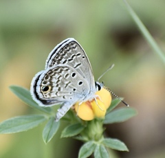 Hemiargus ceraunus filenus