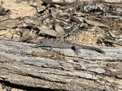 Strophurus intermedius