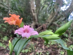 Phaius mishmensis