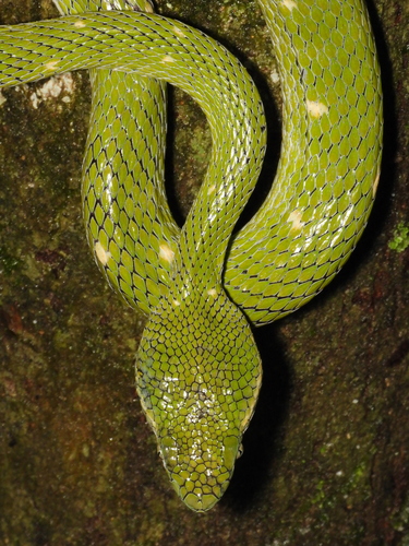 Photo of a Indonesian Pit Viper (Trimeresurus hageni)