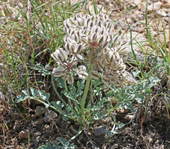 Vesper bulbosus