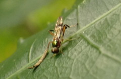 Benhamyia hoheria