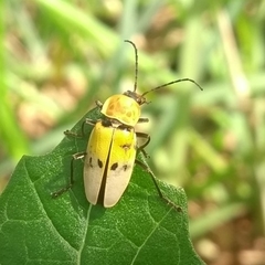 Chauliognathus tixieri