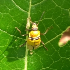 Chauliognathus tixieri