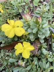 Hibbertia diffusa