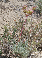 Cymopterus purpureus