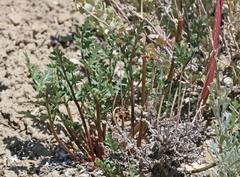 Cymopterus purpureus
