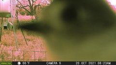 Baeolophus atricristatus