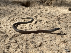 Delma australis