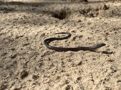 Delma australis