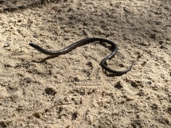 Delma australis