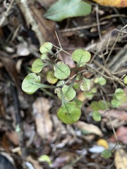 Coprosma arborea