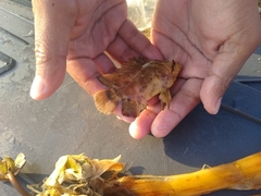 Lobotes pacifica